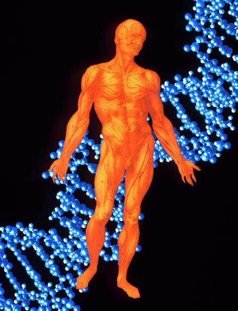 Computer Graphic Of A Human Dna Molecule Photograph By Alfred Pasieka