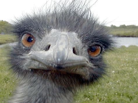 20 Animals So Ugly Theyre Cute Emu We And Animals