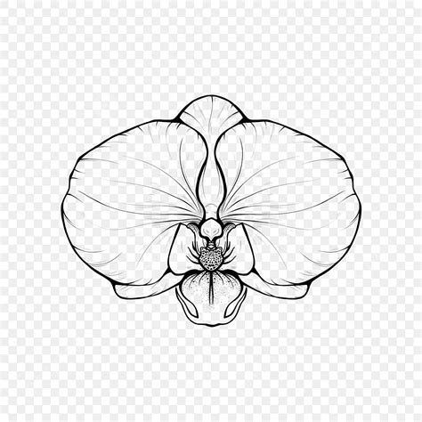 Lineart Moth Orchid Drawing Wing Drawing Moth Drawing Ear Drawing