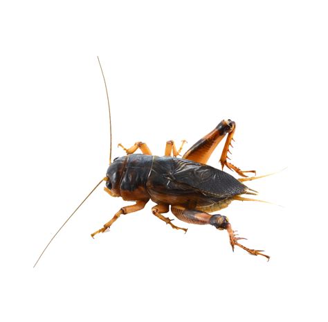 Cricket , (familie gryllidae), een van de ongeveer 2.400 soorten springende insecten (orde orthoptera) die wereldwijd verspreid zijn en bekend staan om het muzikale getjilp van het mannetje. Cricket insect PNG images free download