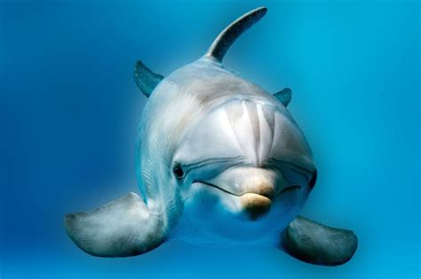 National Dolphin Day Dolphin Facts And Pictures The Great Projects