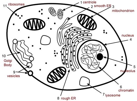 Use the colors indicated in the box. Cell Label - Simple vs. Complex - ANSWERS | Coloring pages inspirational, Animal cell, Biology