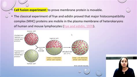 Membrane Lipid Movementflip Flop Movementfrey And Edidin Cell