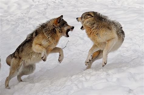 Terriermans Daily Dose The True Dominance Of Wolves