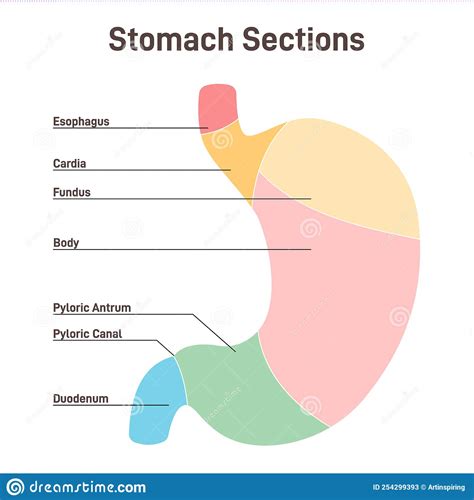 Stomach Sections The Cardia The Fundus The Body The Antrum Stock