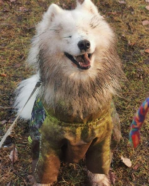 15 Funny Pictures Explaining Why We Love Samoyed Dogs So Much Page 3