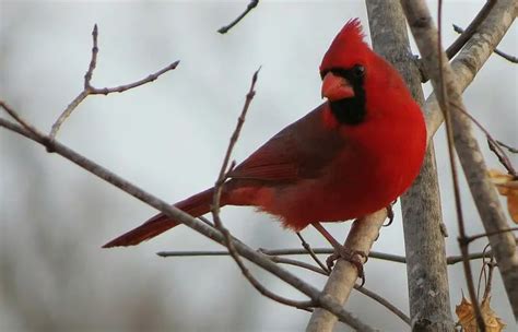 Northern Cardinal The Animal Facts Appearance Diet Behavior