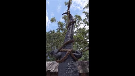 World Record Alligator 19 Feet 2 Inches In Louisiana Hangs At The Crab