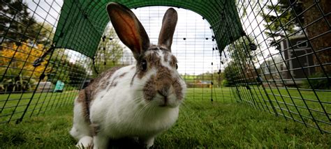 Eglu Go Rabbit Hutch Plastic House And Run For Rabbits Rabbit