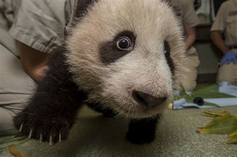 Baby Panda Pics See A Cub Growing Up Page 2 Live Science