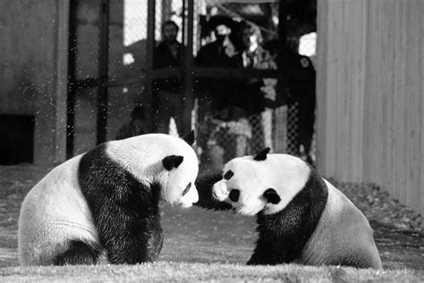 Photos National Zoos Pandas Throughout The Years Wtop News