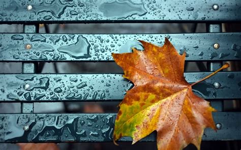 Autumn Rain Wallpapers Top Free Autumn Rain Backgrounds Wallpaperaccess