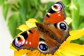 Kostenlose foto : Flügel, Fotografie, Blume, Tierwelt, Insekt, bunt ...