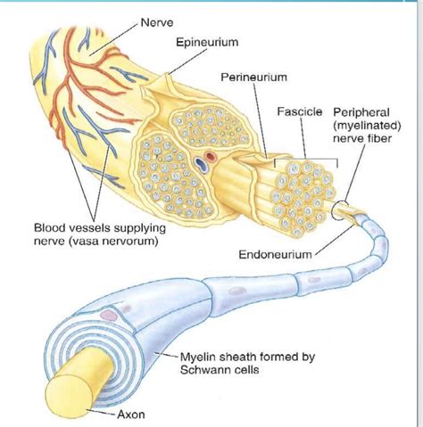 Nerve Fiber Anatomy
