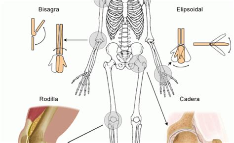 Las Articulaciones Del Cuerpo Humano Pequeocio Otosection