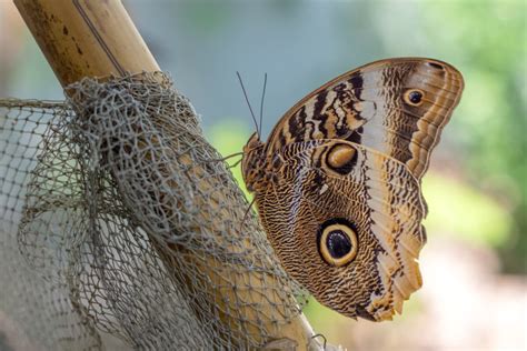 Las 9 Mariposas Más Hermosas De La Naturaleza Mis Animales