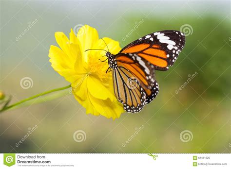 Farfalla Comune Della Tigre Con Il Fiore Dell Universo Immagine Stock