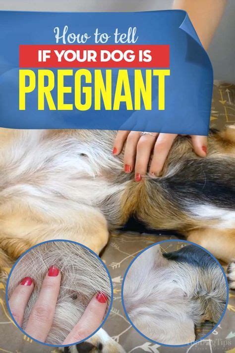How To Tell If My Dog Is Pregnant Perhaps It Was My Imagination But
