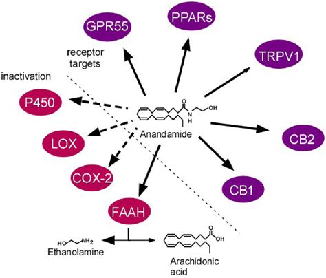 Figure 1 From In Vivo Pharmacology Of Endocannabinoids And Their