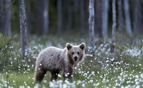 Wildlife Bears Depth Of Field Forest Wallpapers Hd Desktop And