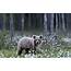 Wildlife Bears Depth Of Field Forest Wallpapers HD / Desktop And 