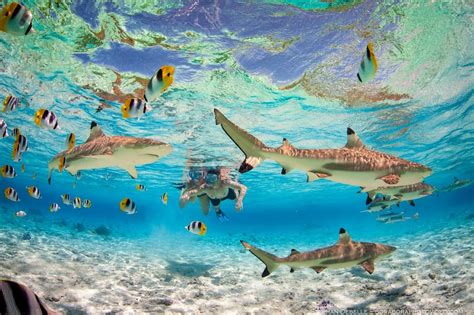 Aquatic Photo Tour With Black Tip Sharks In Bora Bora Photo Tour