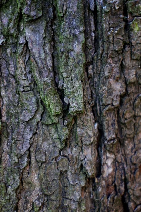 Free Stock Photo Of Bark Forest Pattern
