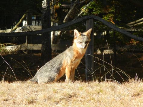 Fox In The Sun Mendonoma Sightings