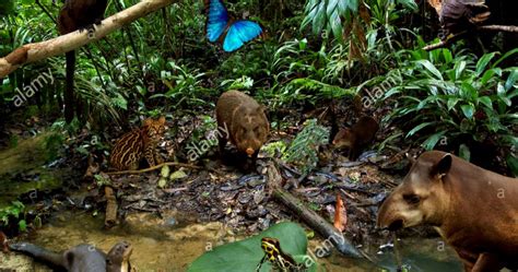 Tropical Rainforest Tropical Climate Animals Tropical Rainforest