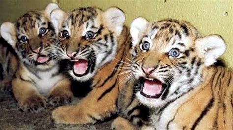 Three Tiger Cubs Run Over By Train In Maharashtra Mumbai News