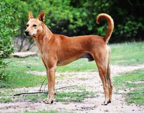Desi Kutta Or Indian Pariah Dog Breed Information Pictures And