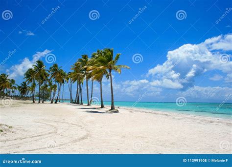 Relaxing Day Under Palm Trees On Caribbean Beach Stock Photo Image Of