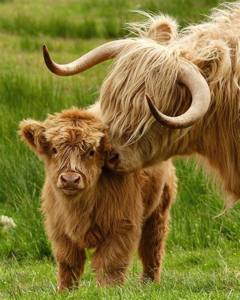 Scottish Highland Cow And Her Calf Fluffy Cows Mini Cows Scottish