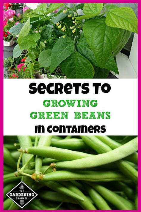 Tips On How To Grow Green Beans In Containers Including Soil Mix To
