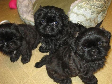 They have wonderful coats, short cobby little bodies and gorgeous faces. Shih Tzu Puppies for Sale in San Jose, California ...