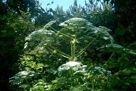 Giant Hogweed Is Like Queen Annes Lace On Crack And Stero Flickr