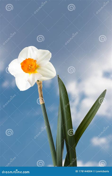 Daffodil With A Blue And Cloudy Sky In The Background Narcissus Stock