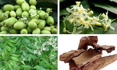 The bark, leaves, and seeds are used to make medicine. Neem tree medicinal uses, benefits and side effects