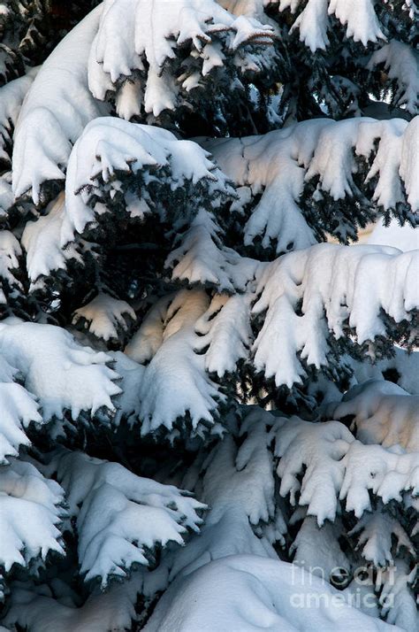 Snow Packed Spruce Tree Photograph By Terry Elniski Fine Art America