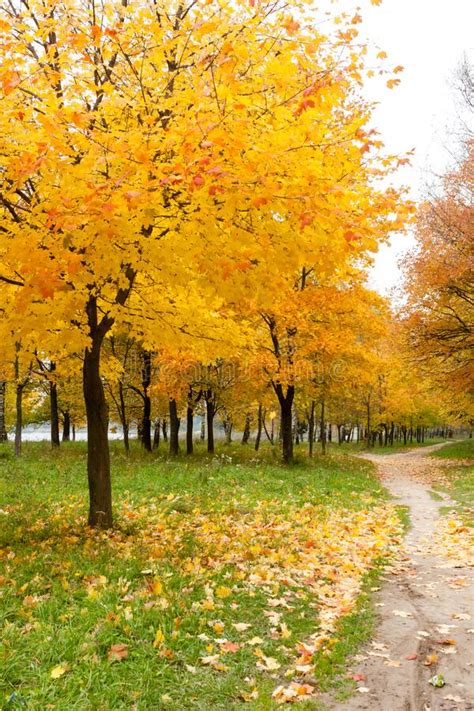 Maple Trees With Yellow Leaves Near Path Autumn Landscape With Maple