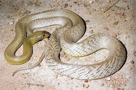 Most Poisonous Snakes Cobra