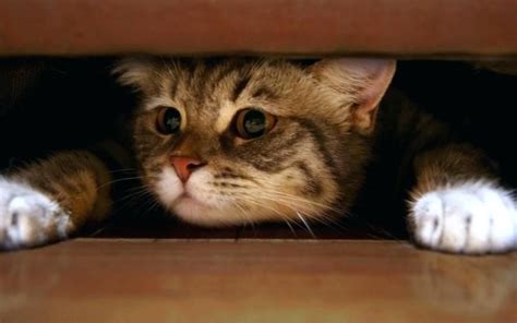 How To Get Cat To Stop Hiding Under Bed Cat Lovster