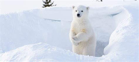 Ten Fascinating Facts About Polar Bears Oceana Canada