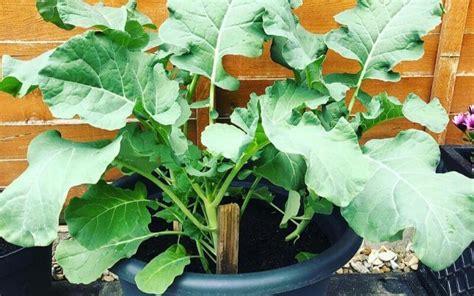 How To Plant And Grow Broccoli In Containers Gardening Chores