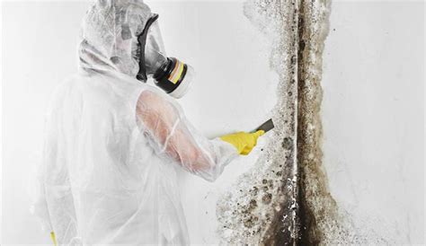Mold Removal Vs Mold Remediation What Are The Differences