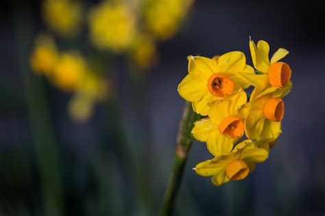 10 Ideas For Photographing Nature In Your Backyard Photo