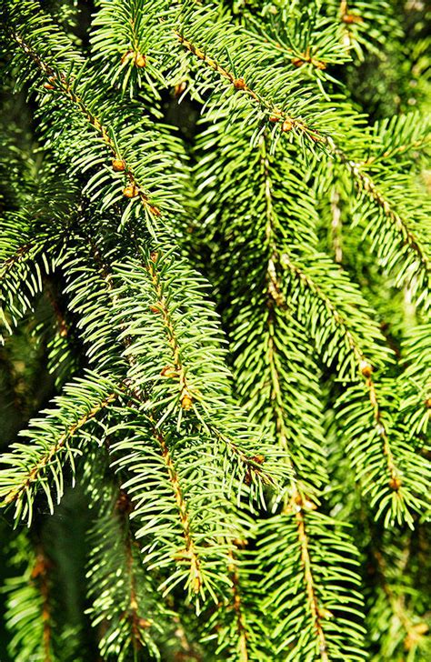 Your enquiry will be sent to the relevant people. Boy Scouts to pick up Christmas trees in Kent on Jan. 5 ...