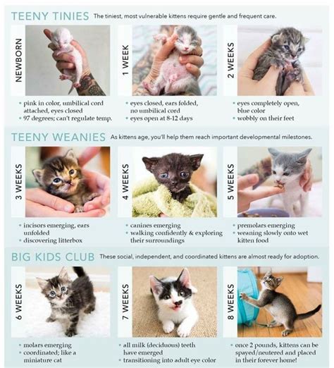 This A Great Kitten Agegrowth Chart Newborn Kittens Baby Kittens