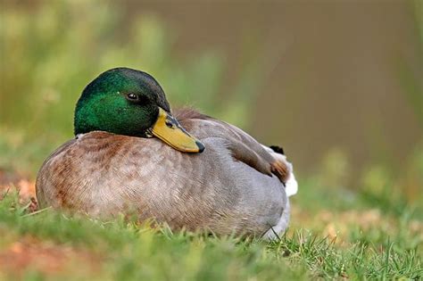 An Amazing Photograph Of A Mallard Duck Sleeping On The Grass This