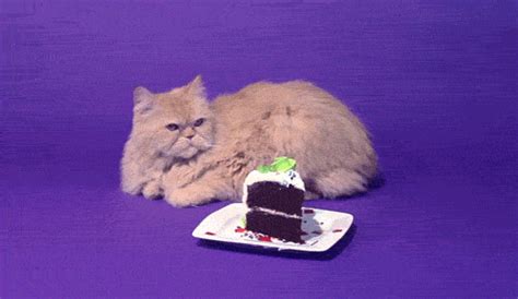 Grumpy Cat Happy Birthday Gif